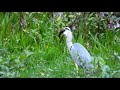 Grey Heron Eats Perch