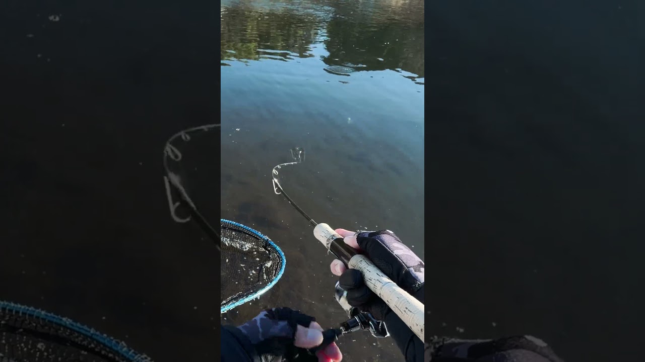 Japan Fishing ASMR - Trout Fight#78🎣