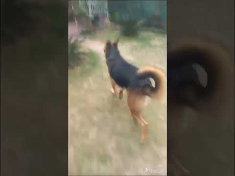 The animal who is very difficult to grab while carrying Faourite items.