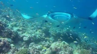 Graceful Mantas & Gentle Giant Whale Shark in Maldives