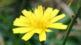 Kai Tracid - 4 Just 1 Day (Orchestra version)