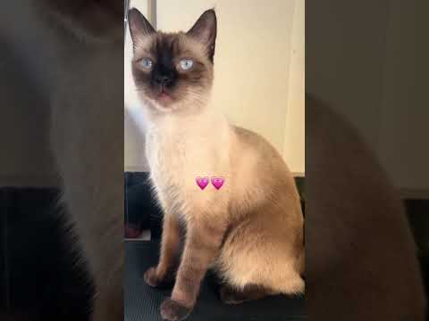 So cute💗 #cat #cute #cats #gatos