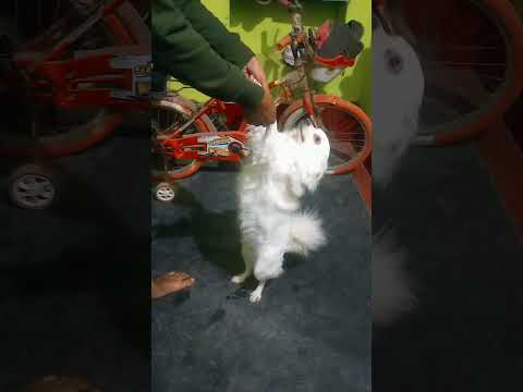 #fun #with #dog #short #video #like #and #subscribe #my #channel