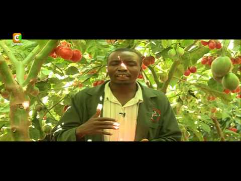 Smart Farm: Tree Tomato