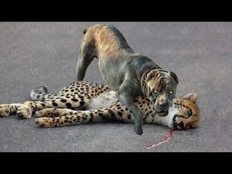 A Bandog can Kill only with one Bite!