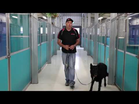 download lagu mp3 mp4 Dog Boarding And Training Melbourne, download lagu Dog Boarding And Training Melbourne gratis, unduh video klip Dog Boarding And Training Melbourne