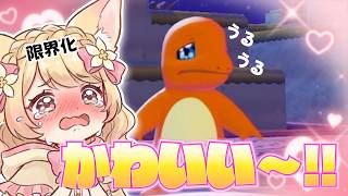 【ぽこあポケモン】せっかくのお祝いが台無しに!? 落ち込むヒトカゲが可愛すぎて限界化するVTuberｗｗ【甘狐ユウナ/切り抜き】