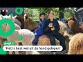 Valentijn en Romeo wonen op een boerderij vol met alpaca's