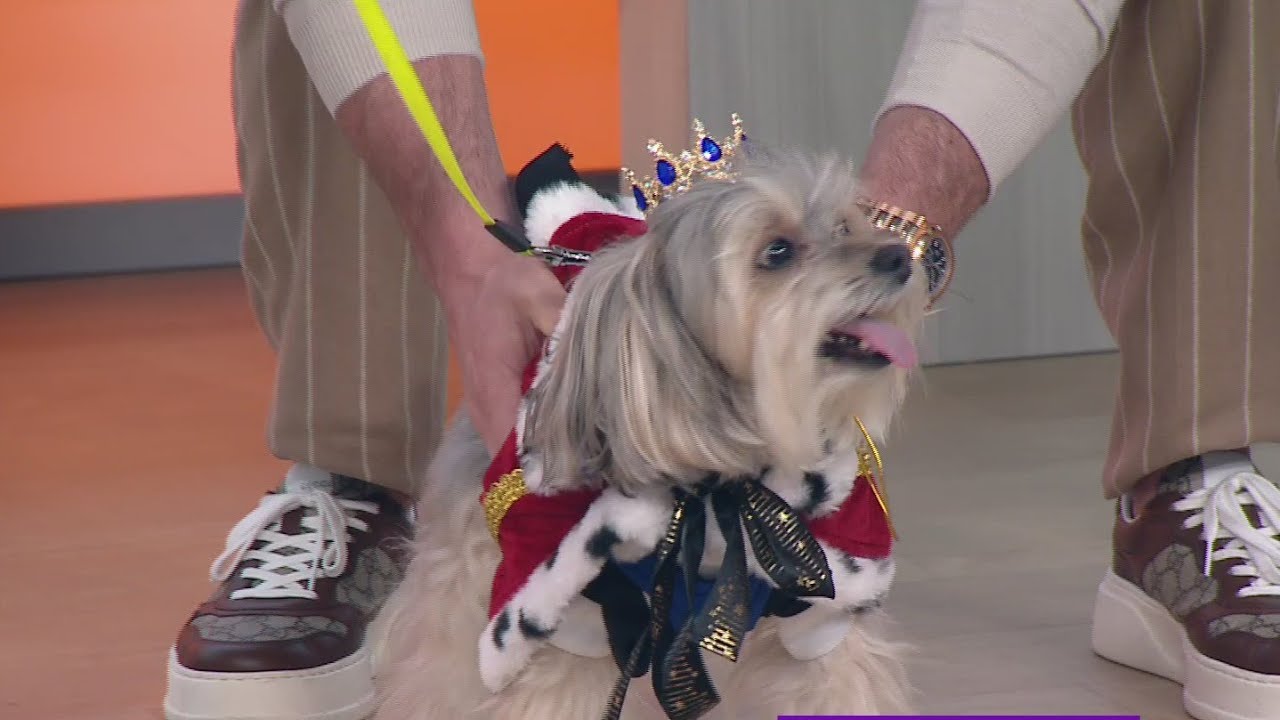 Tail waggin Tuesday: 'America's favorite pet' crowns new top dog