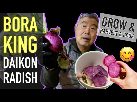 Grow Bora King Daikon Radish | Harvest & Cooking Hot Pot