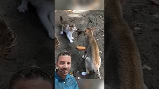 Gatos Disputando Quem Fica com o Lanche! 🐀🐈😱