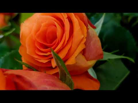 LEŚNIK 261 DZIĘKUJE.