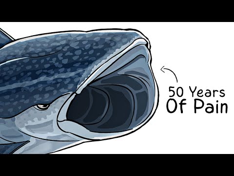 Why it Sucks To Be Born As a Whale Shark