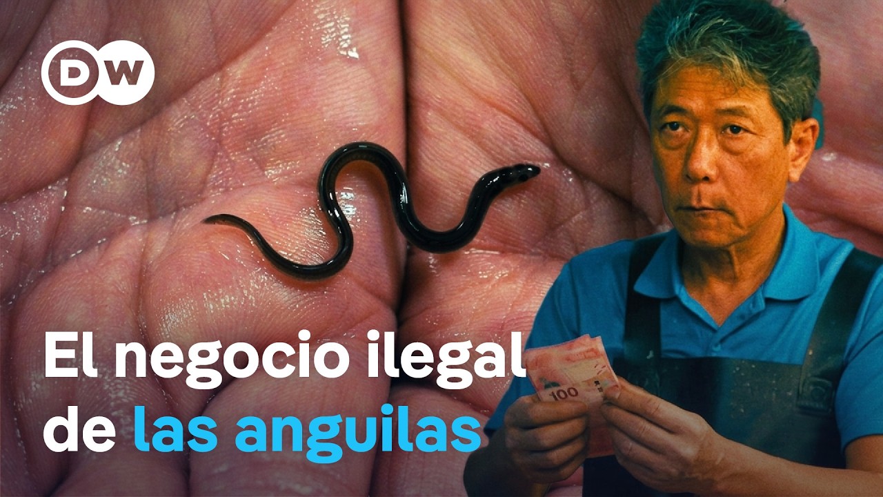 Tras la pista de los contrabandistas - Miles de millones con pequeñas anguilas | DW Documental