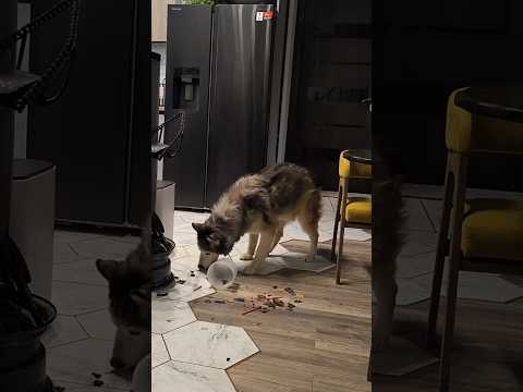 Лакомая провокация