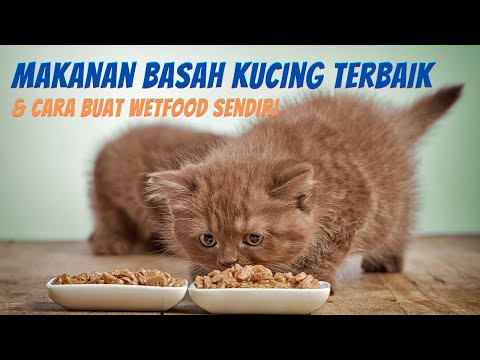 , title : '6 Makanan Basah Kucing Terbaik & Cara Buat Wetfood Kucing Sendiri'