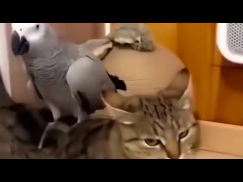 Des perroquets amusants qui dansent et jouent avec des chats