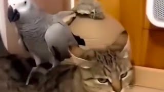 Miniature vidéo