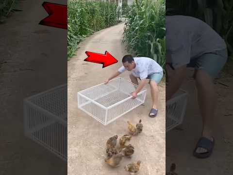 ARMADILHA GENIAL x PÁSSARO
