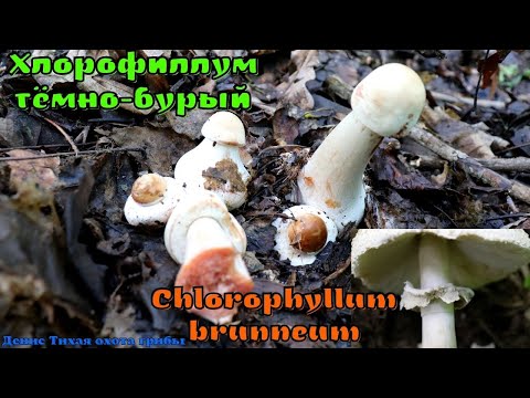 Опасный двойник зонтика краснеющего ХЛОРОФИЛЛУМ ТЁМНО-БУРЫЙ Chlorophyllum brunneum