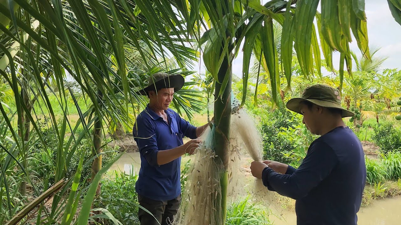 Đi Qua Ba Cánh Đồng Thả Lưới Cá Lòng Tong Trong Vườn Đu Đủ Cũng Được Buổi Cơm Gia Đình  l tập 612