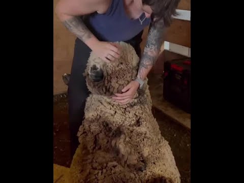 為什麼要給綿羊剪羊毛呢？ #剪羊毛 #動物世界 #萬物可愛計劃
