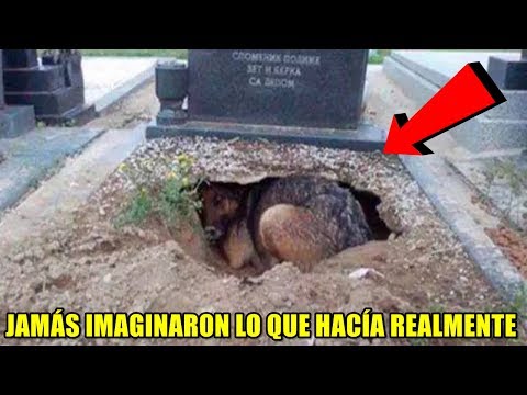 Pensaban que este perro lloraba la muerte de su amo, pero escondía algo aún más conmovedor. Video