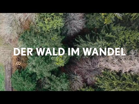 Der Wald im Wandel | Ein Bericht über die Krise der Schweizer Wälder