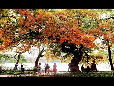 Giấc mơ mùa lá - Hồng Vy