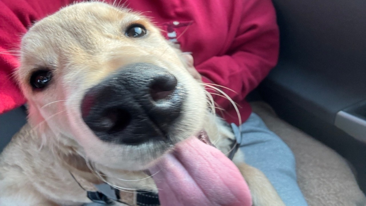 2026年4月1日のゴールデンレトリバーのラキさん。