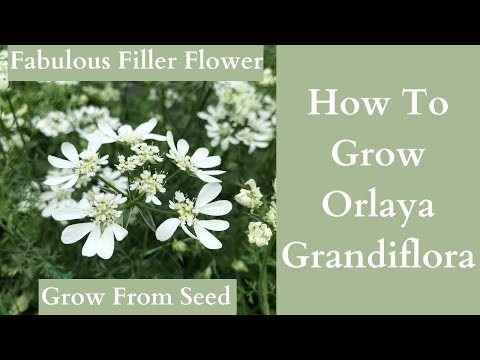 How To Grow Orlaya Grandiflora
