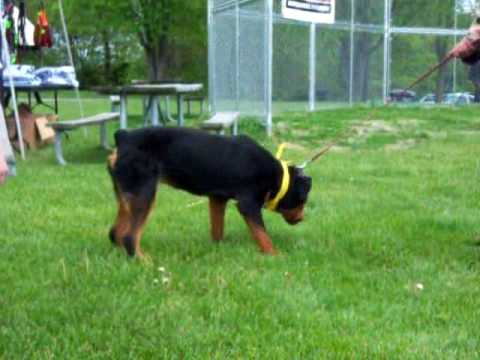 Tarren, 7 month old Rottweiler needs a forever home!