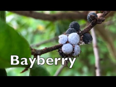 How to Identify Northern Bayberry