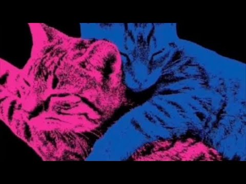 not allowed- tv girl