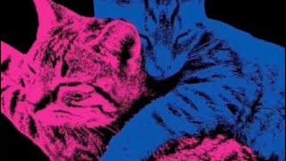 Cover art for not allowed