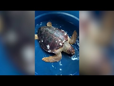 Instituto Tartarugas do Delta e SEMAR transferem tartaruga em extinção para o RN 05 02 2022