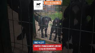 PRESA CANARIO PUPPIES from Guanche Linea M and Osa de Reganados