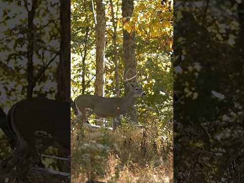 Ravin Crossbow in slow motion on a Giant Buck. #hunting #deerhunting #bowhunting #archery #hunting