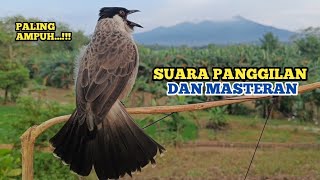 Download lagu Suara Burung KUTILANG GACOR Ampuh Untuk Panggilan Kutilang Liar dan Cocok Untuk Masteran mp3