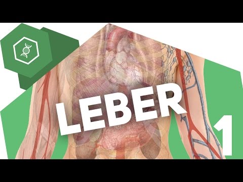 Die Leber - Aufbau - Organe des Menschen