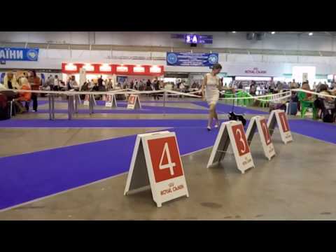 04.09.2016, Kiev, CACIB, male junior, female junior