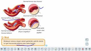 Eğitim Vadisi 10.Sınıf Biyoloji 12.Föy Genetik Varyasyonlar ve Biyolojik Çeşitlilik Konu Anlatım Videoları