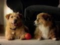 Lady The Tramp 1998 Television Commercial Disney Home Video