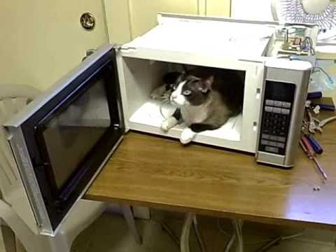 Marty "The Cat" - in - The great microwave adventure