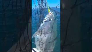 海じゃない。湖だっ!|オンタリオ湖 巨大サーモン・フィッシング!!