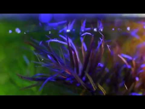 planted aquarium archives big