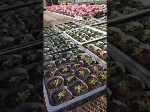  11月に温室に何を植えますか？冬に栽培を成功させるために温室を準備するにはどうすればよいですか？  庭園