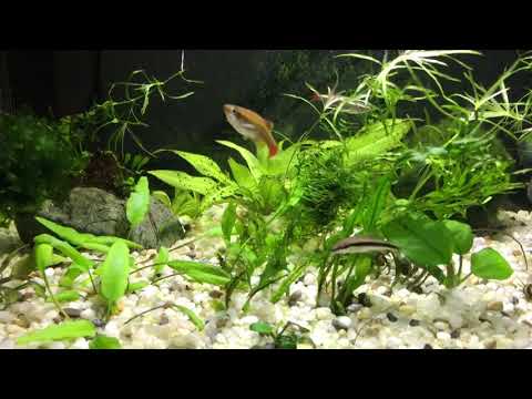 Update: Aquael Leddy 40