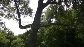 preview picture of video 'Litchfield's Historic Trees'