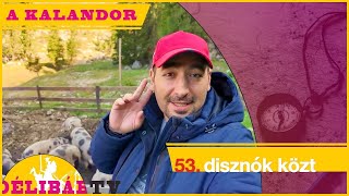 53. - Disznók közt az olaszoknál (9 perc) - Charlie, Csóré Béla, LGT stb. társaságában - Délibáb Tv